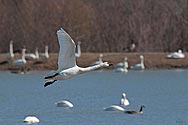 Tundra Swan in flight - click to enlarge