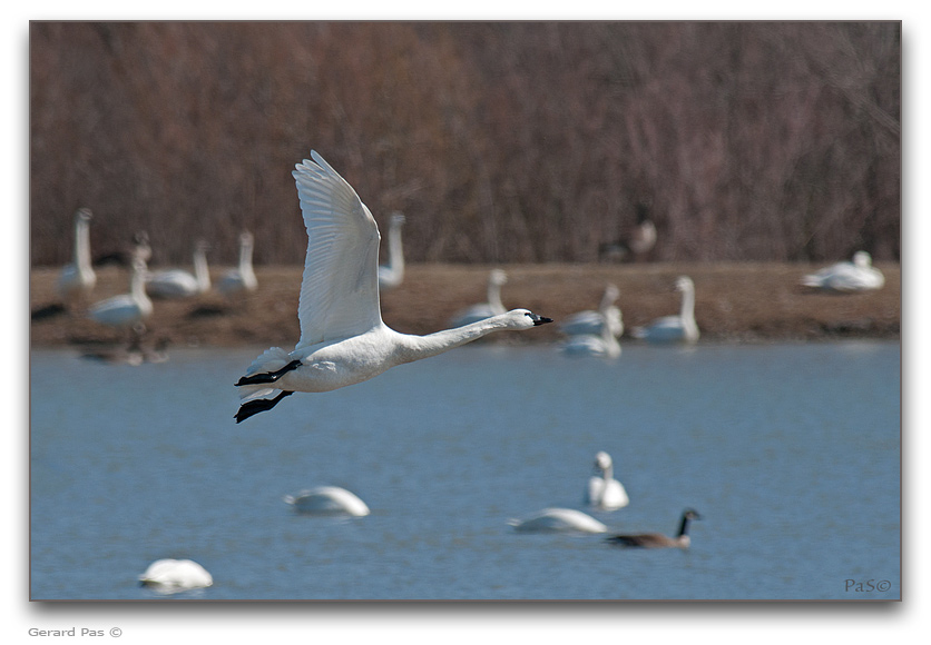 Tundra Swans _DSC28052.JPG - click to enlarge image