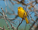 Yellow Warbler - click to enlarge