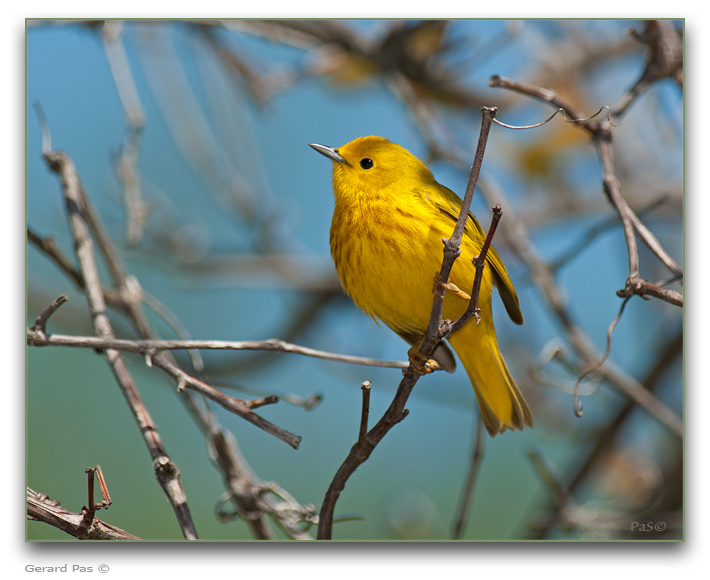 Yellow Warbler _DSC28367.JPG - click to enlarge image