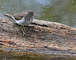 Spotted Sandpiper - click to enlarge
