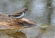 Spotted Sandpiper - click to enlarge