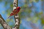Summer Tanager - click to enlarge