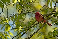 Summer Tanager - click to enlarge