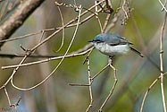 Blue-gray Gnatcatcher - click to enlarge