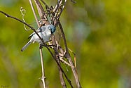 Blue-gray Gnatcatcher - click to enlarge