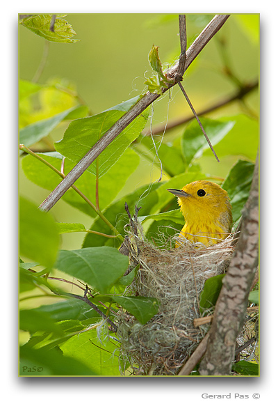Yellow Warbler in nest _DSC28604.JPG - click to enlarge image