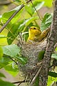 Yellow Warbler - click to enlarge