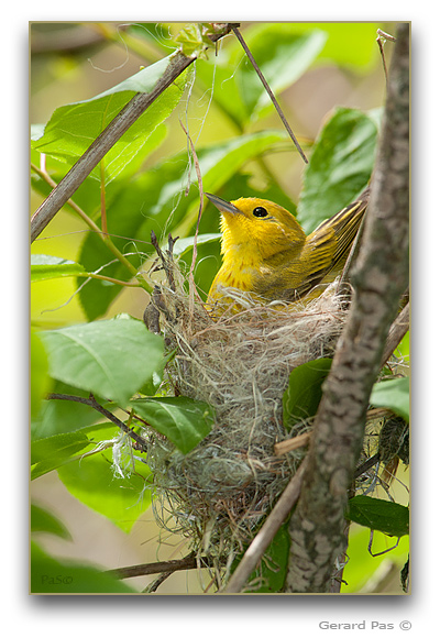Yellow Warbler in nest _DSC28637.JPG - click to enlarge image