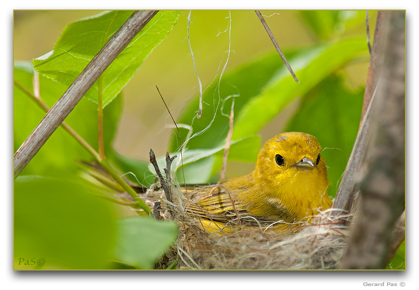 Yellow Warbler in nest _DSC28645.JPG - click to enlarge image