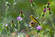 American Goldfinch (male) - click to advance