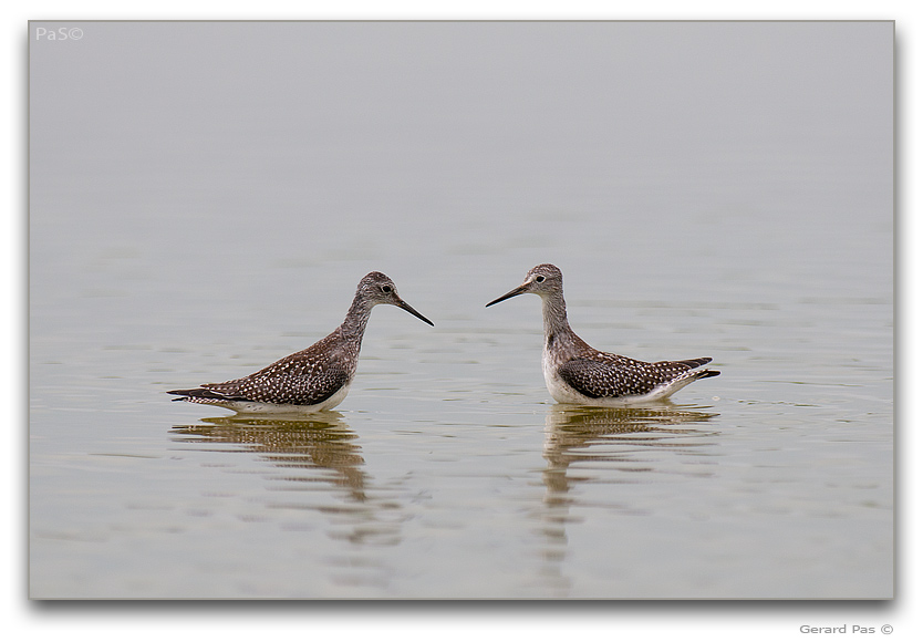 Greater Yellowlegs Sandpiper - click to enlarge image