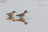 Semipalmated Sandpiper - click to enlarge