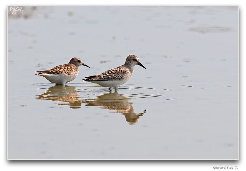 Semipalmated Sandpipers - click to enlarge image
