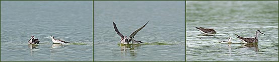 Red-necked Phalarope - click to enlarge