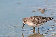 Semipalmated Sandpiper - click to enlarge