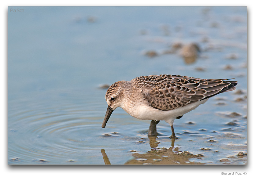 Semipalmated Sandpiper - click to enlarge image