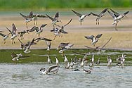 Contradiction of Greater Yellowlegs - click to enlarge