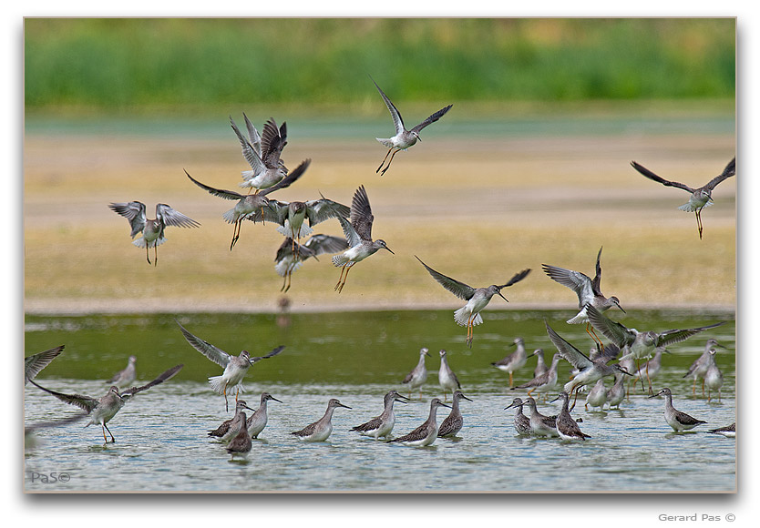 Incontinence of Greater Yellowlegs Sandpipers _DSC31292.JPG - click to enlarge image