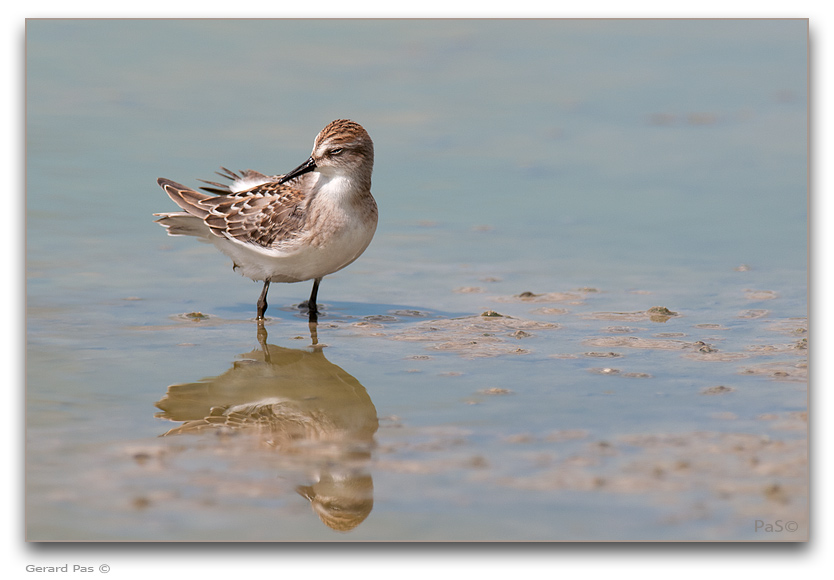 Semipalmated Sandpiper - click to enlarge image