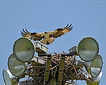 Osprey - Fanshawe Lake Nest at nest - click to enlarge
