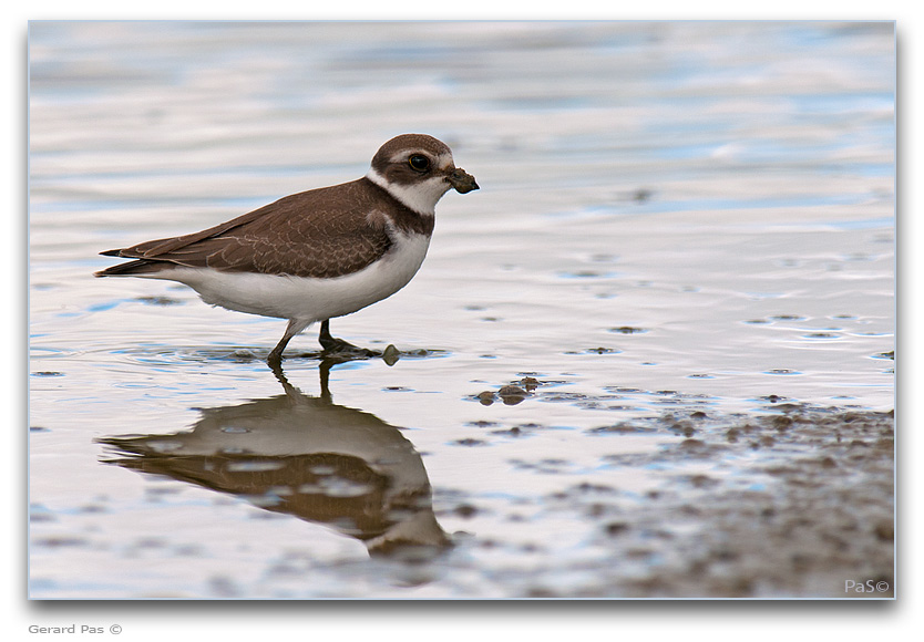 Semipalmated Plover _DSC32211.JPG - click to enlarge image