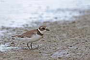 Semipalmated Plover - click to enlarge