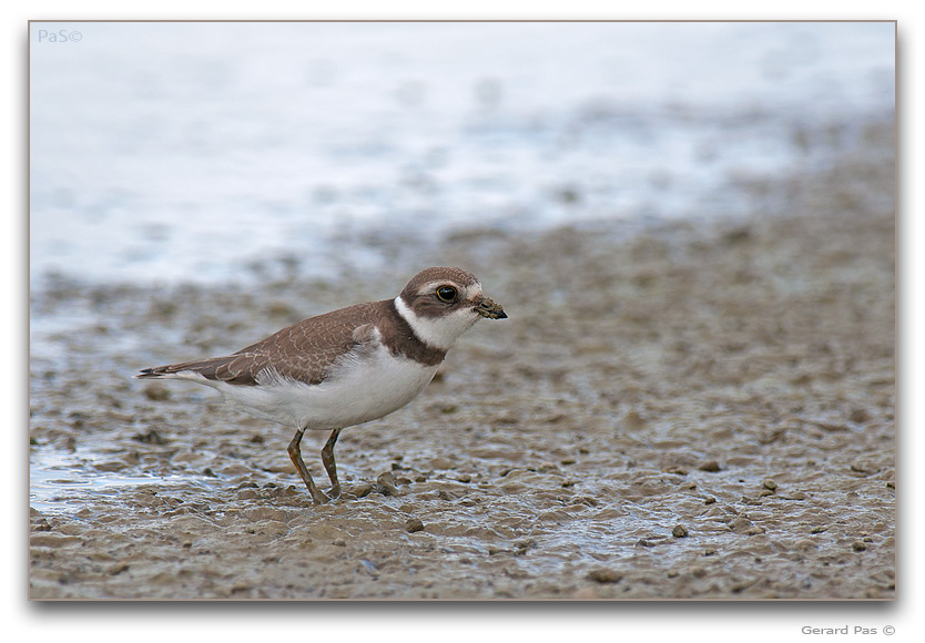 Semipalmated Plover _DSC32216.JPG - click to enlarge image