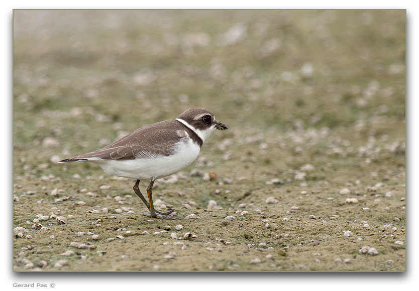Semipalmated Plover _DSC32223.JPG - click to enlarge image