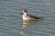 Red-necked Phalarope - click to enlarge