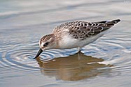 Baird's Sandpiper - click to enlarge