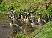 Canada Goose goslings - click to enlarge