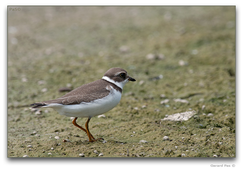 Semipalmated Plover _DSC32587.JPG - click to enlarge image