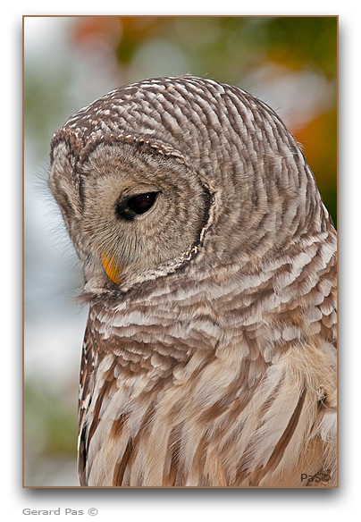 Barred Owl - click to enlarge image