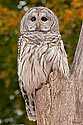 Barred Owl - click to enlarge