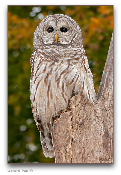 Barred Owl - click to enlarge image