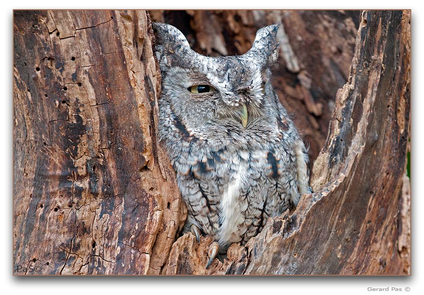 Eastern Screech Owl - click to enlarge image