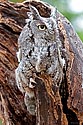 Eastern Screech Owl - click to enlarge