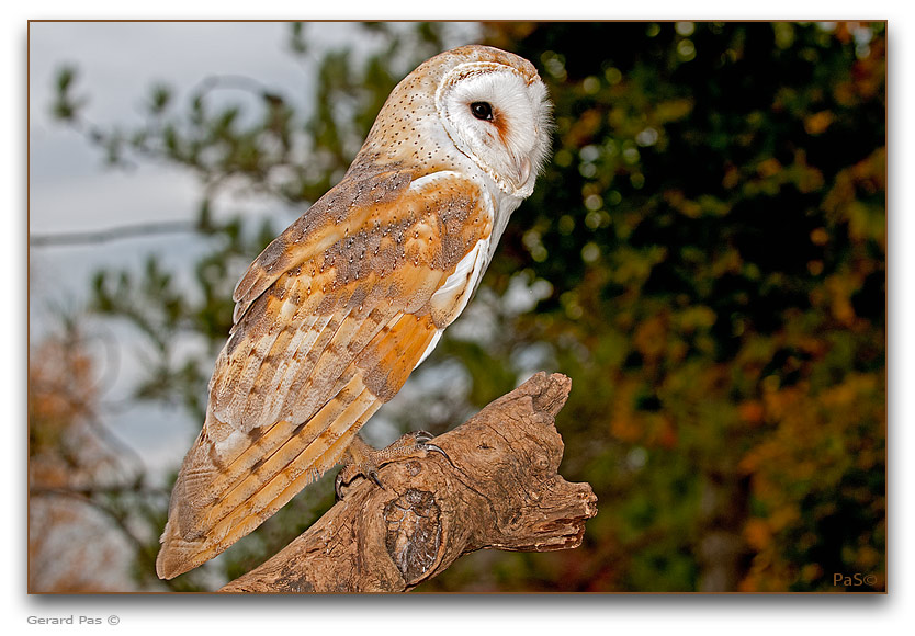 Barn Owl - click to enlarge image