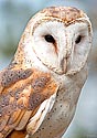 Barn Owl - click to enlarge