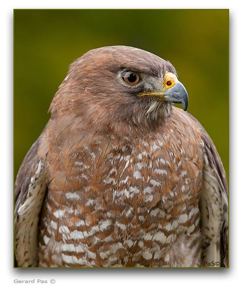 Red-tailed Hawk - click to enlarge image