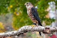 Merlin Falcon - click to enlarge