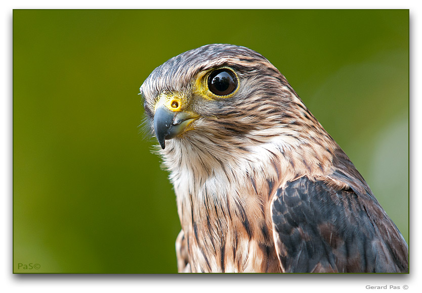 Merlin - click to enlarge image