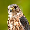 Merlin Falcon - click to enlarge
