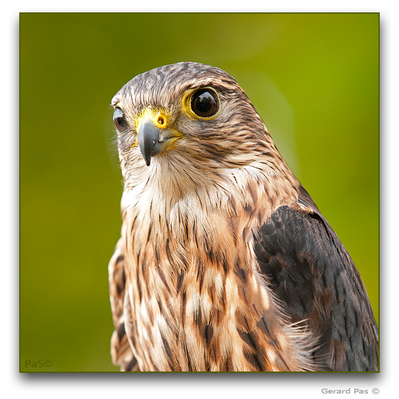 Merlin - click to enlarge image