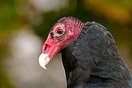 Turkey Vulture - click to enlarge