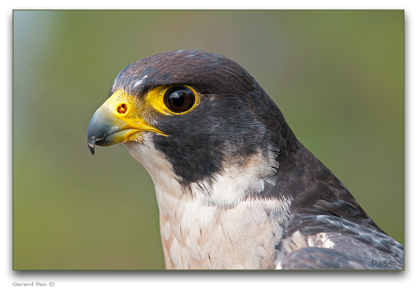 Peregrine Falcon - click to enlarge image