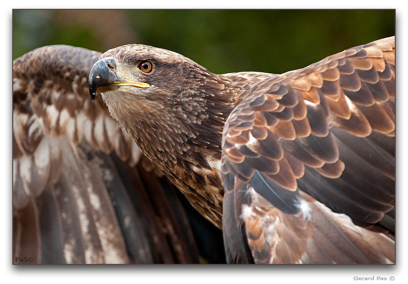 American Bald Eagle - click to enlarge image