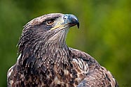 American Bald Eagle - click to enlarge