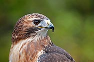 Broad-winged hawk - click to enlarge